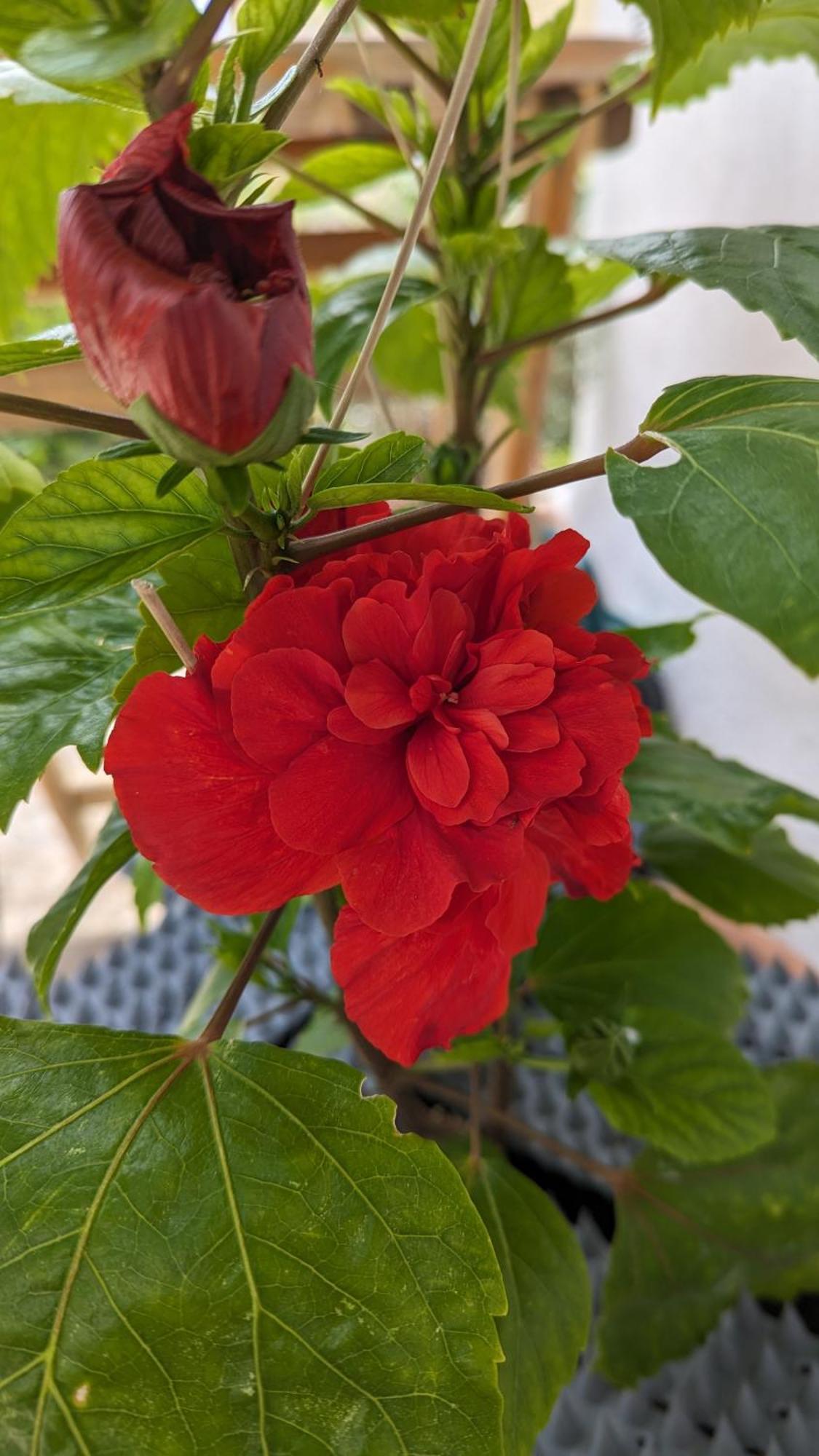 The Botanist Guesthouse Skopelos Dış mekan fotoğraf