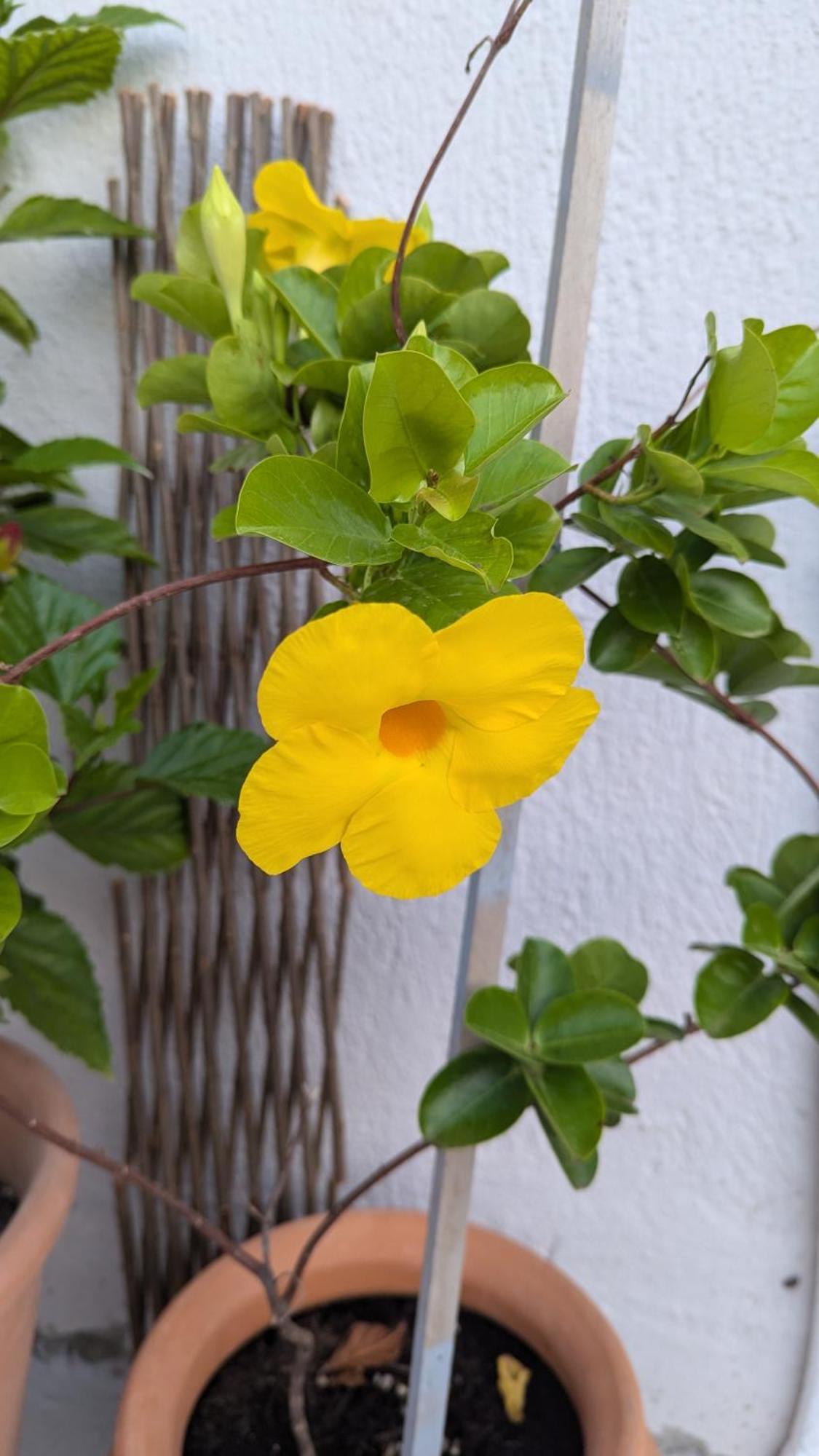 The Botanist Guesthouse Skopelos Dış mekan fotoğraf