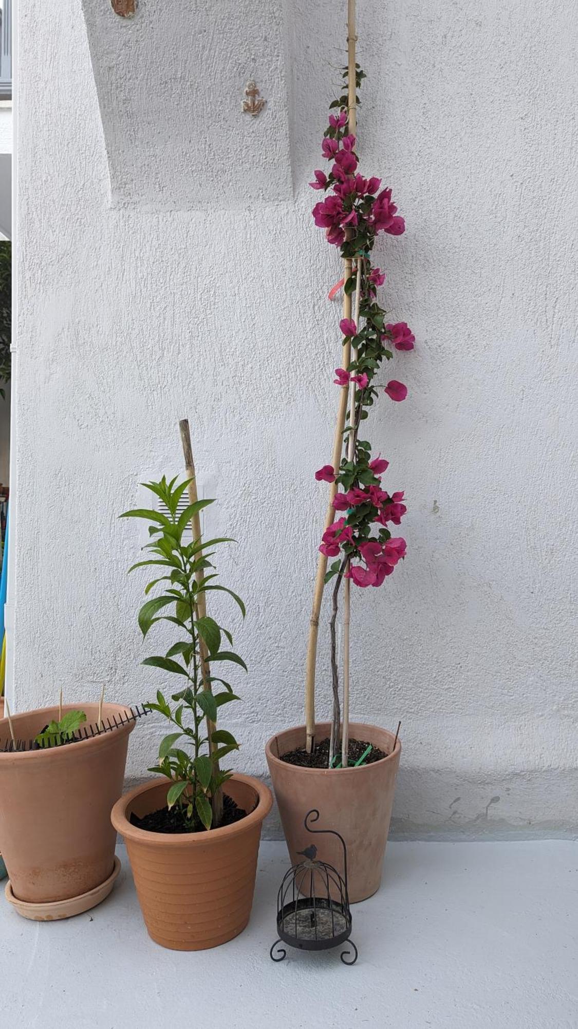 The Botanist Guesthouse Skopelos Dış mekan fotoğraf