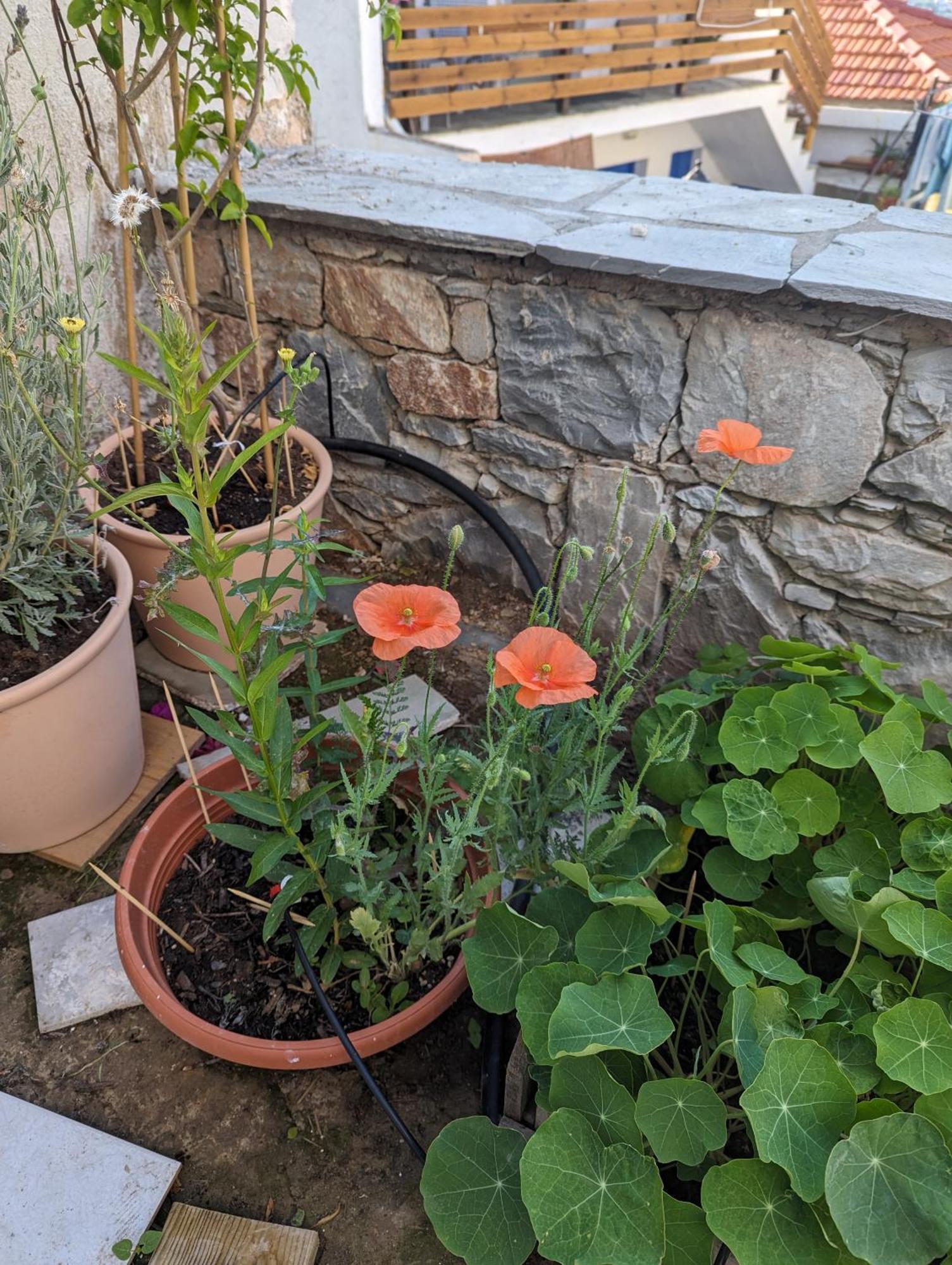 The Botanist Guesthouse Skopelos Dış mekan fotoğraf