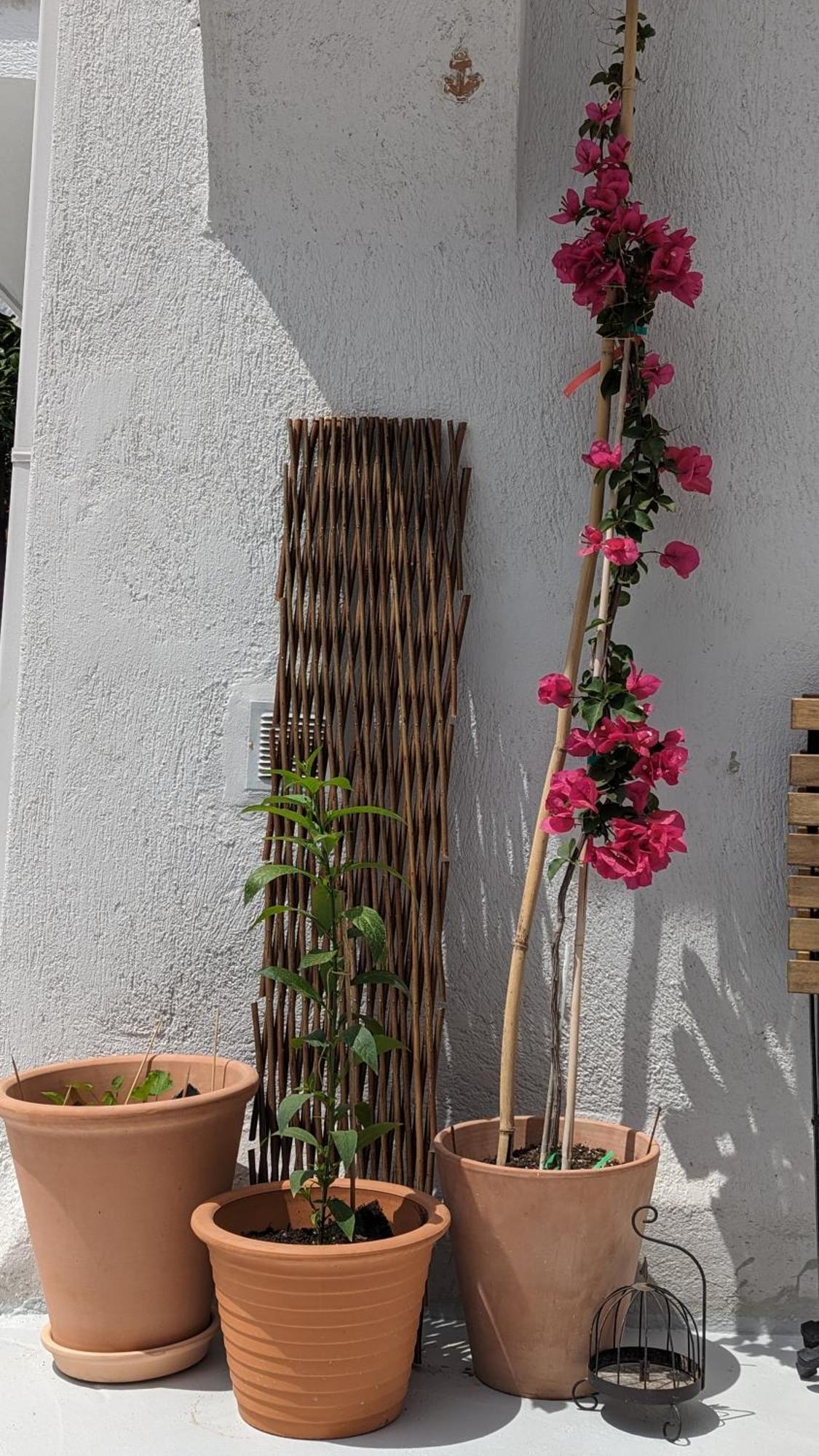The Botanist Guesthouse Skopelos Dış mekan fotoğraf